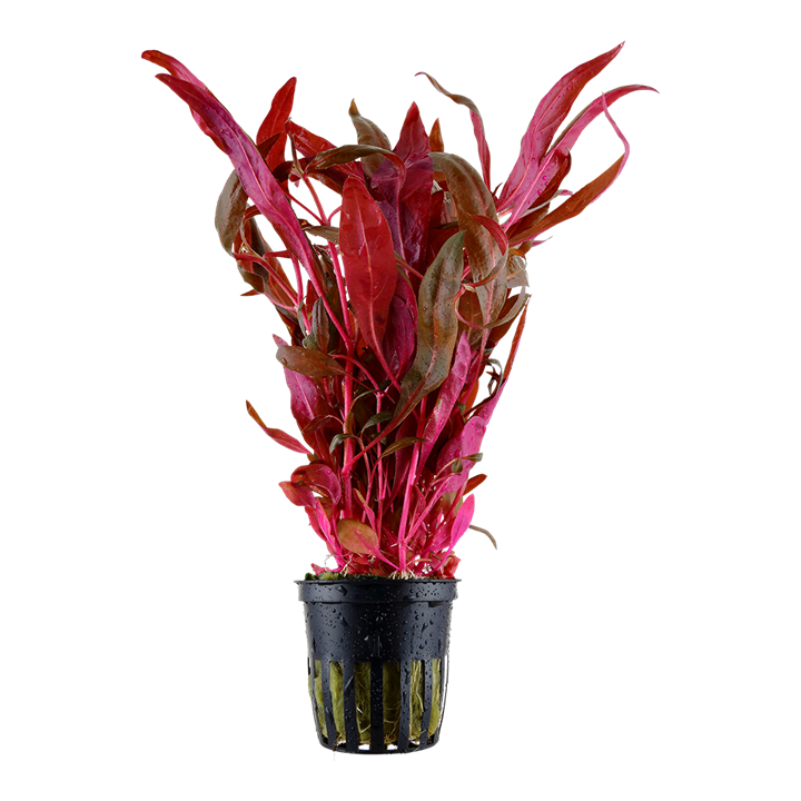 Alternathera pink - rd akvarie plante