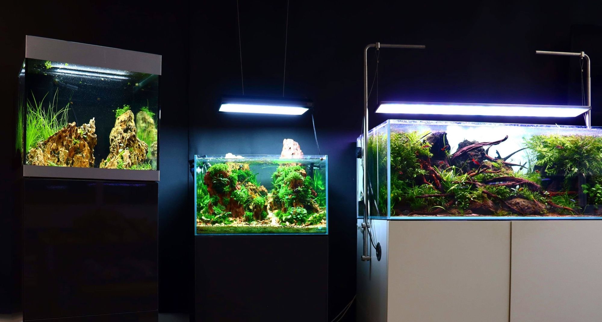 ide Bliv lejlighed Kom let af med alger i dit akvarium | Få balance i akvariet