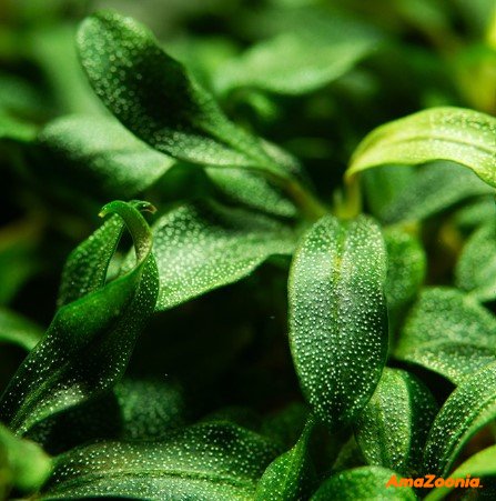 Bucephalandra `Needle leaf