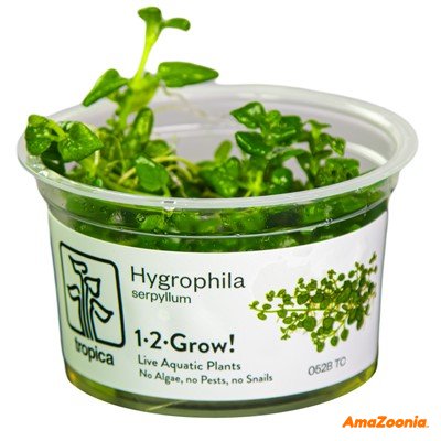 Hygrophila Serpyllum 1-2-Grow