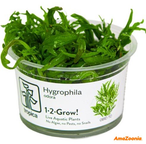 Hygrophila Odora 1-2-Grow