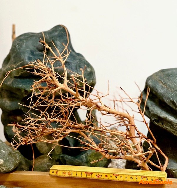 Scaping twigs M