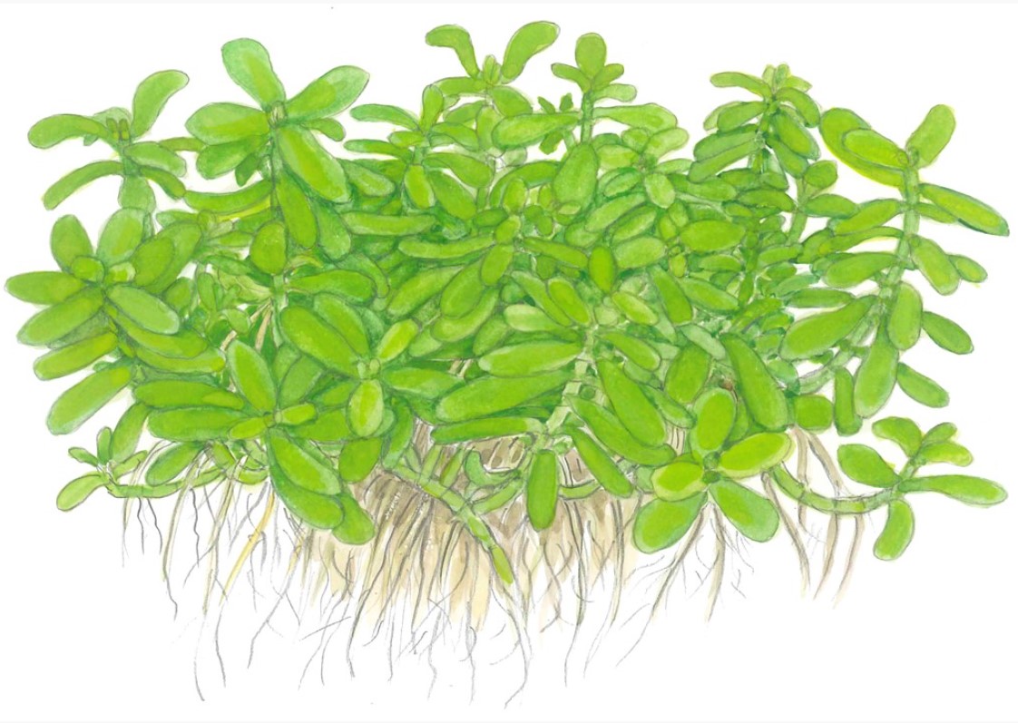 Bacopa monnieri 'Compact' - nem akvarie plante