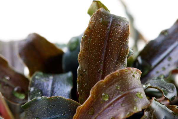 bucephalandra kedagang - akvarie plante