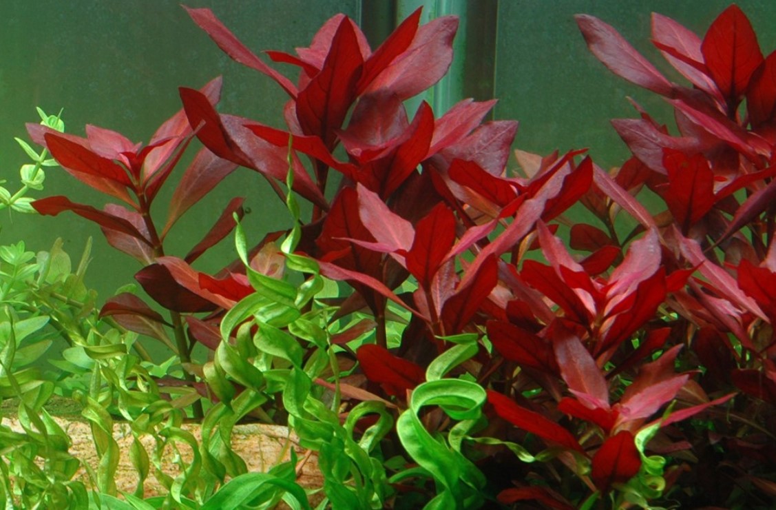 rød akvarie plante - ludwigia rubin