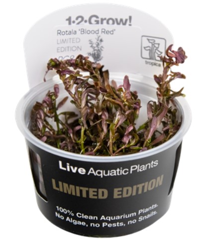 rotala blood red - limited edition - rd akvarieplante